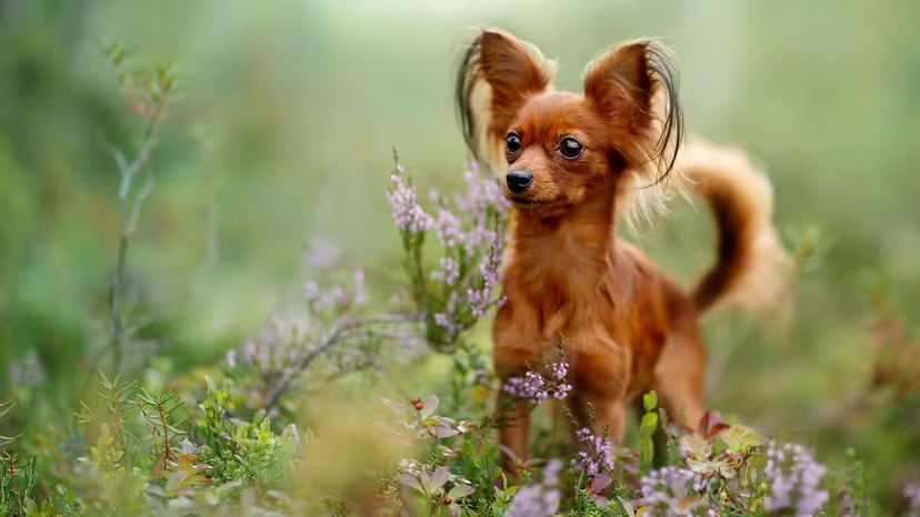 盤點世界上最小的 7 種犬種!每一個都可愛至極!