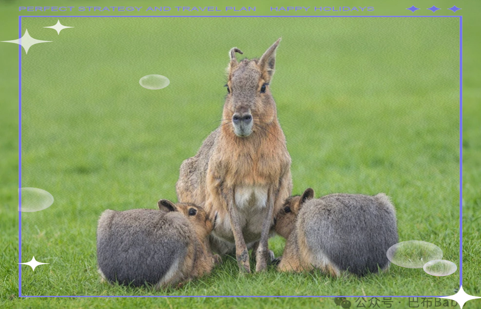 兔豚,或称巴塔哥尼亚豚鼠,是一种别具一格且迷人的动物