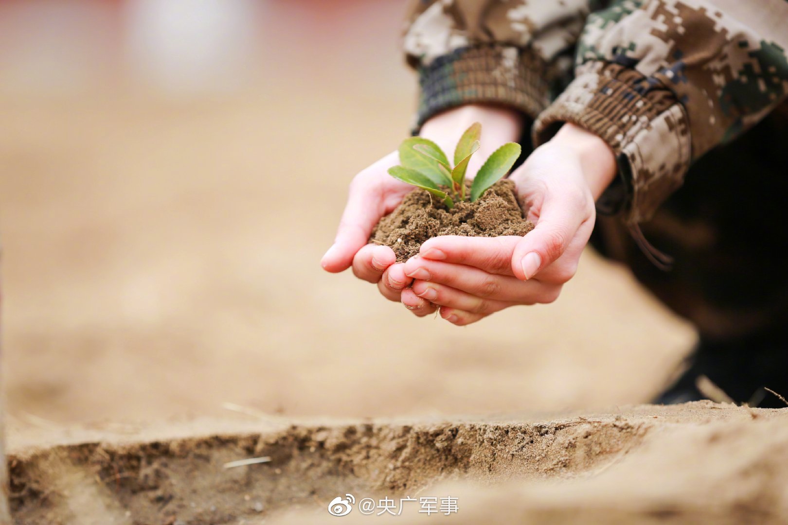 武警官兵植树节种8000株树苗