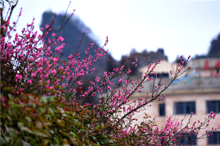六盘水梅花山景区:梅花花开春色美 游客踏青旅游旺