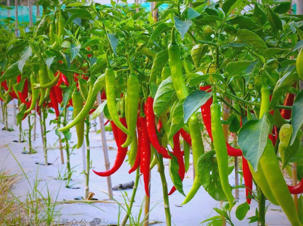辣椒种植全攻略:栽培,管理与施肥技巧一网打尽