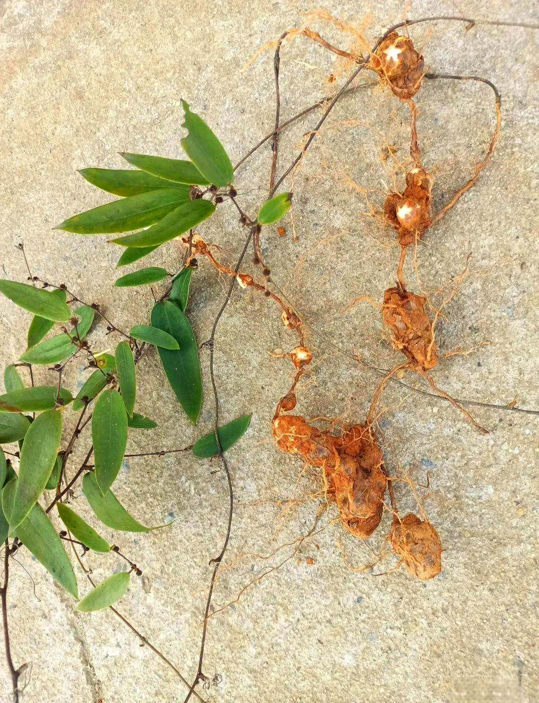 乡间路边的常见中药