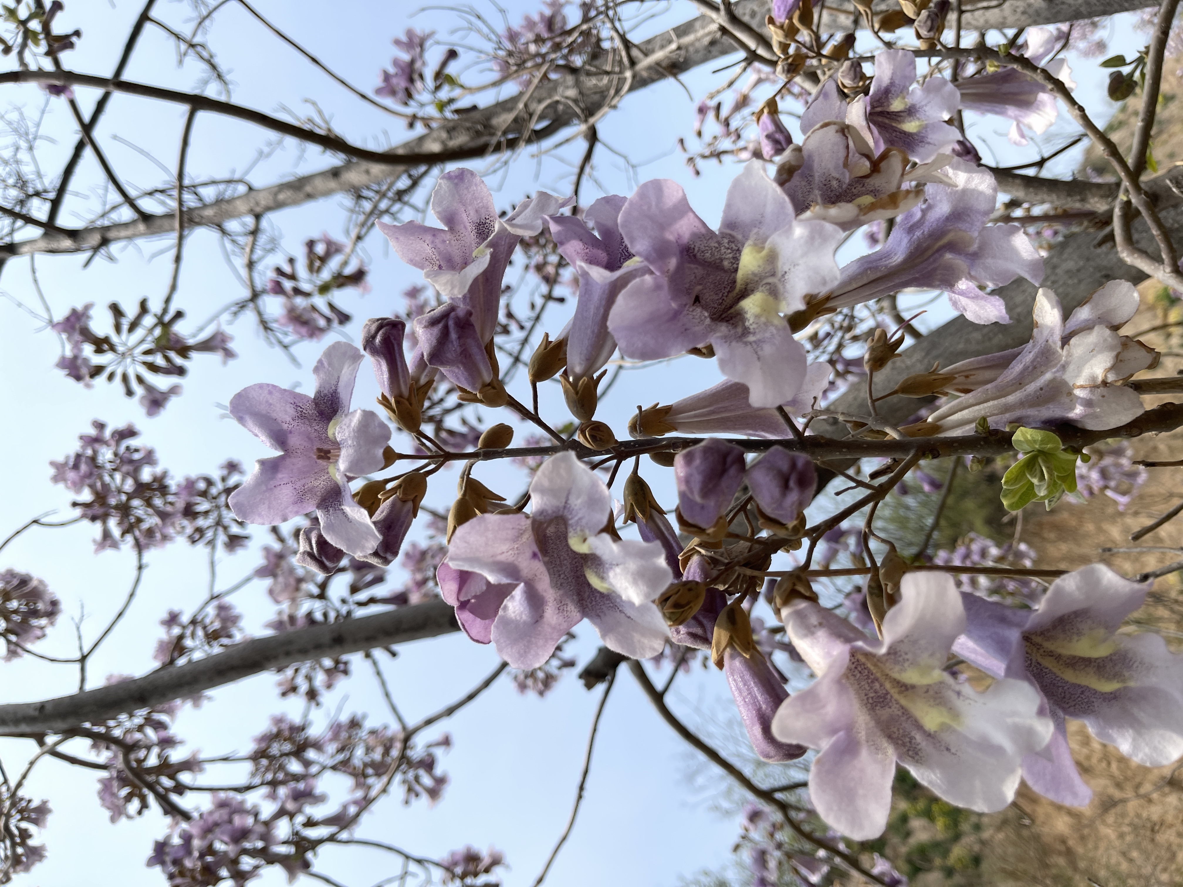 文化博览|又见处处梧桐紫花开?开紫花的是泡桐