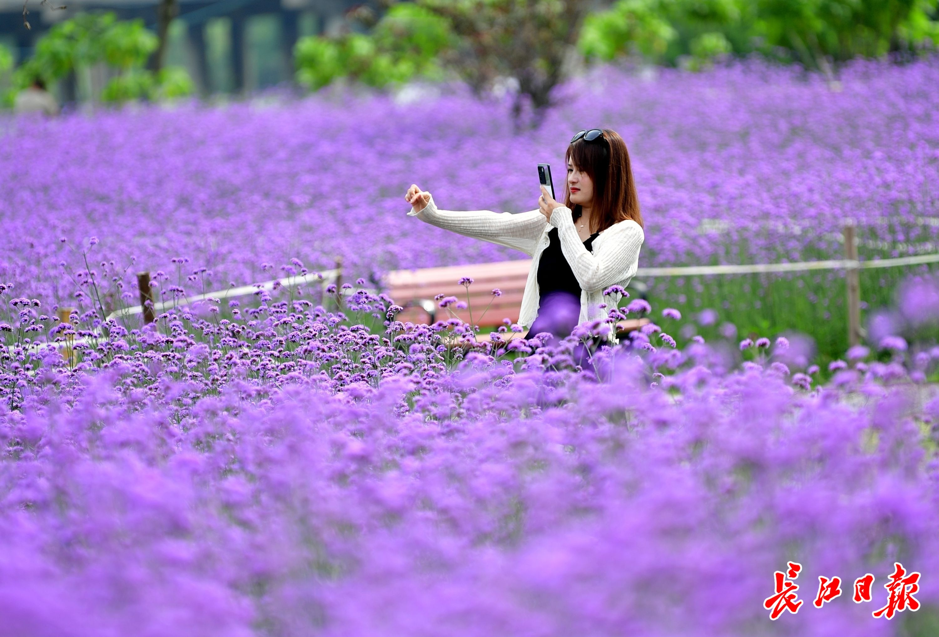 五月的花海背景图片