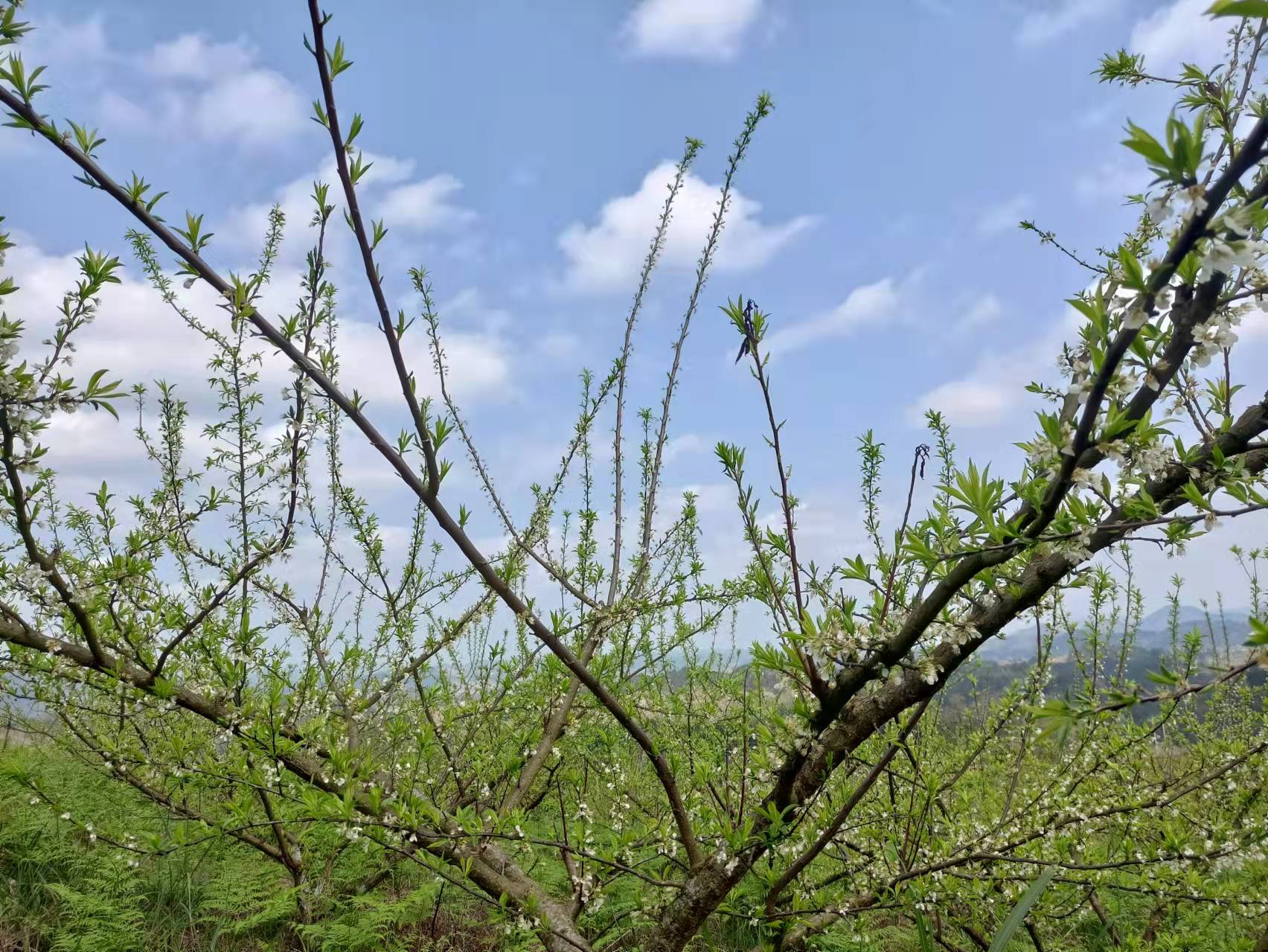 蜂糖李花开满园,叶上枝头丰收年