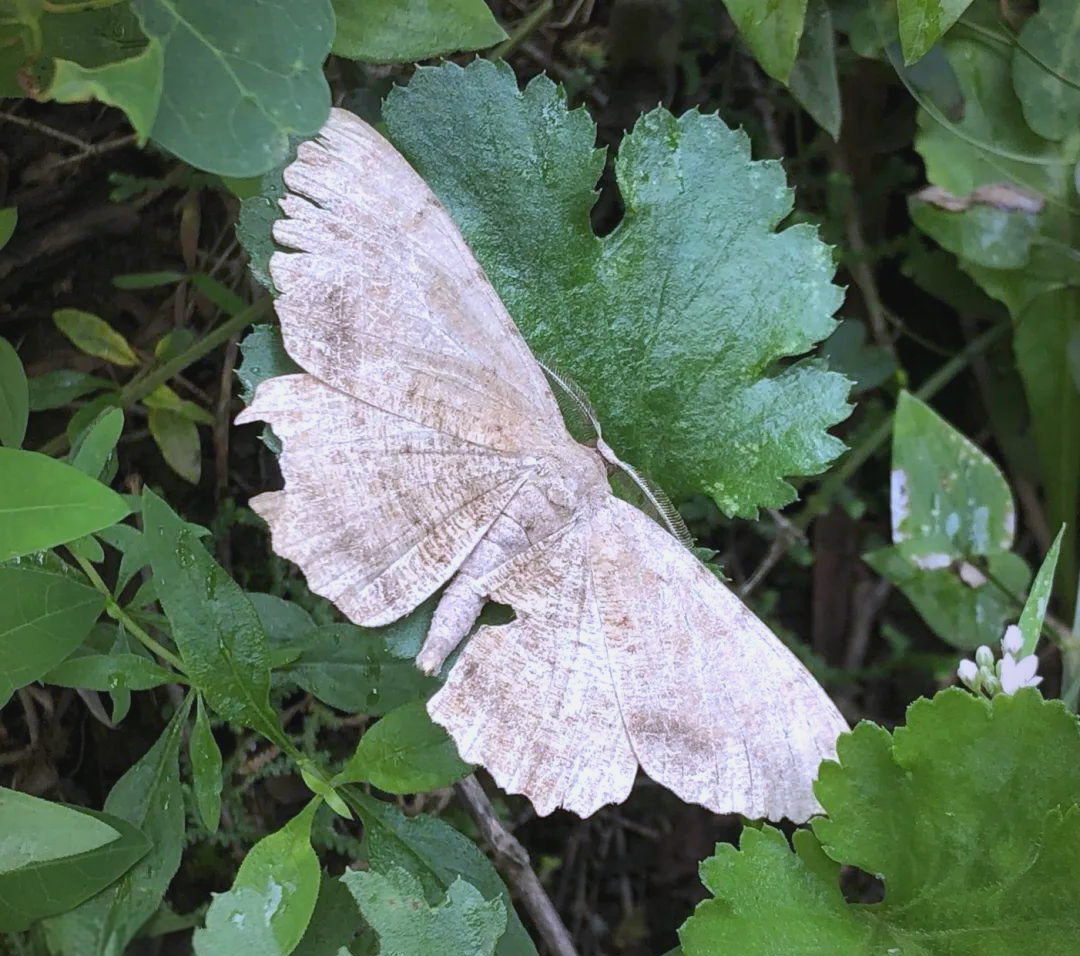 多种尺蛾分布广泛,它们有什么独特魅力