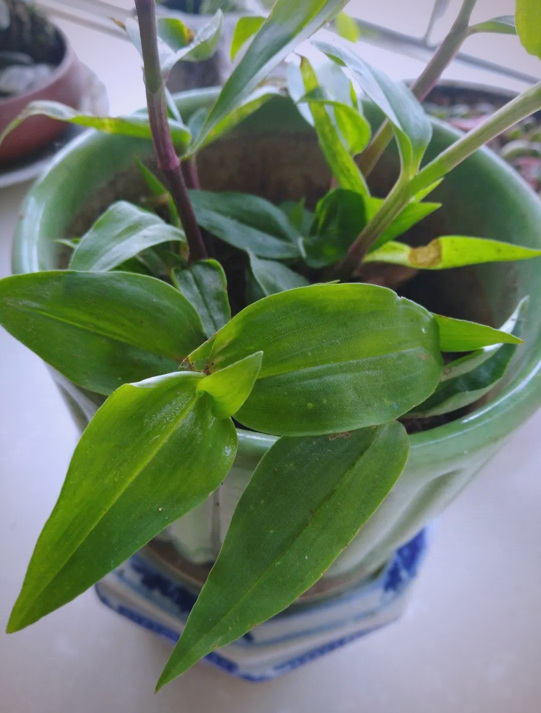 鸭跖草——一种具有多重功效的野花