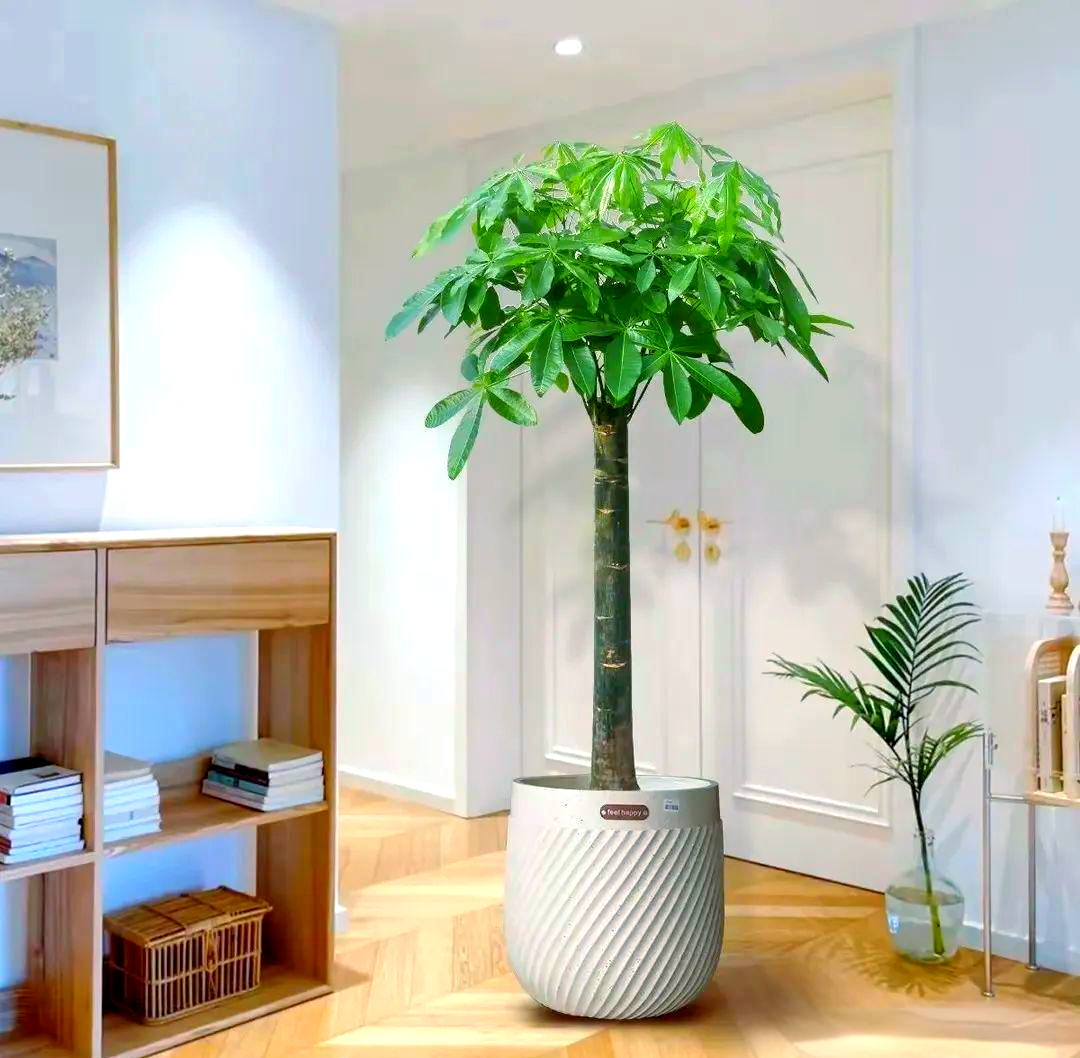 多种招财树摆放客厅,寓意吉祥,美化家居环境