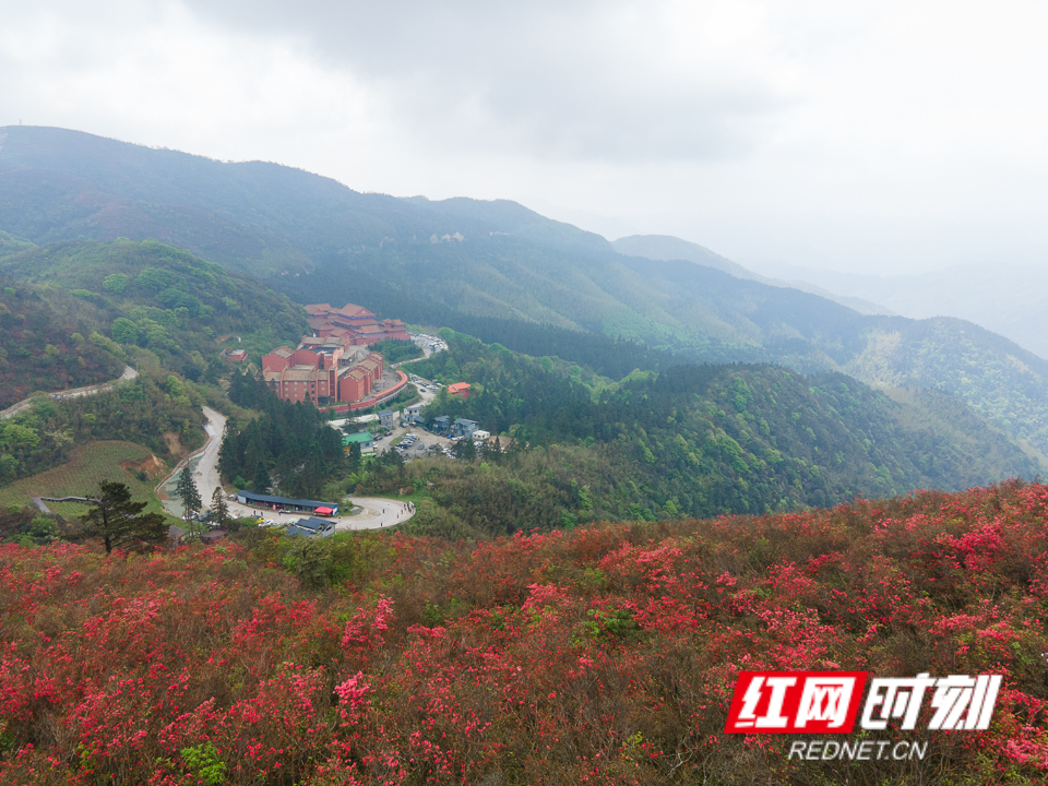 永州阳明山杜鹃花图片