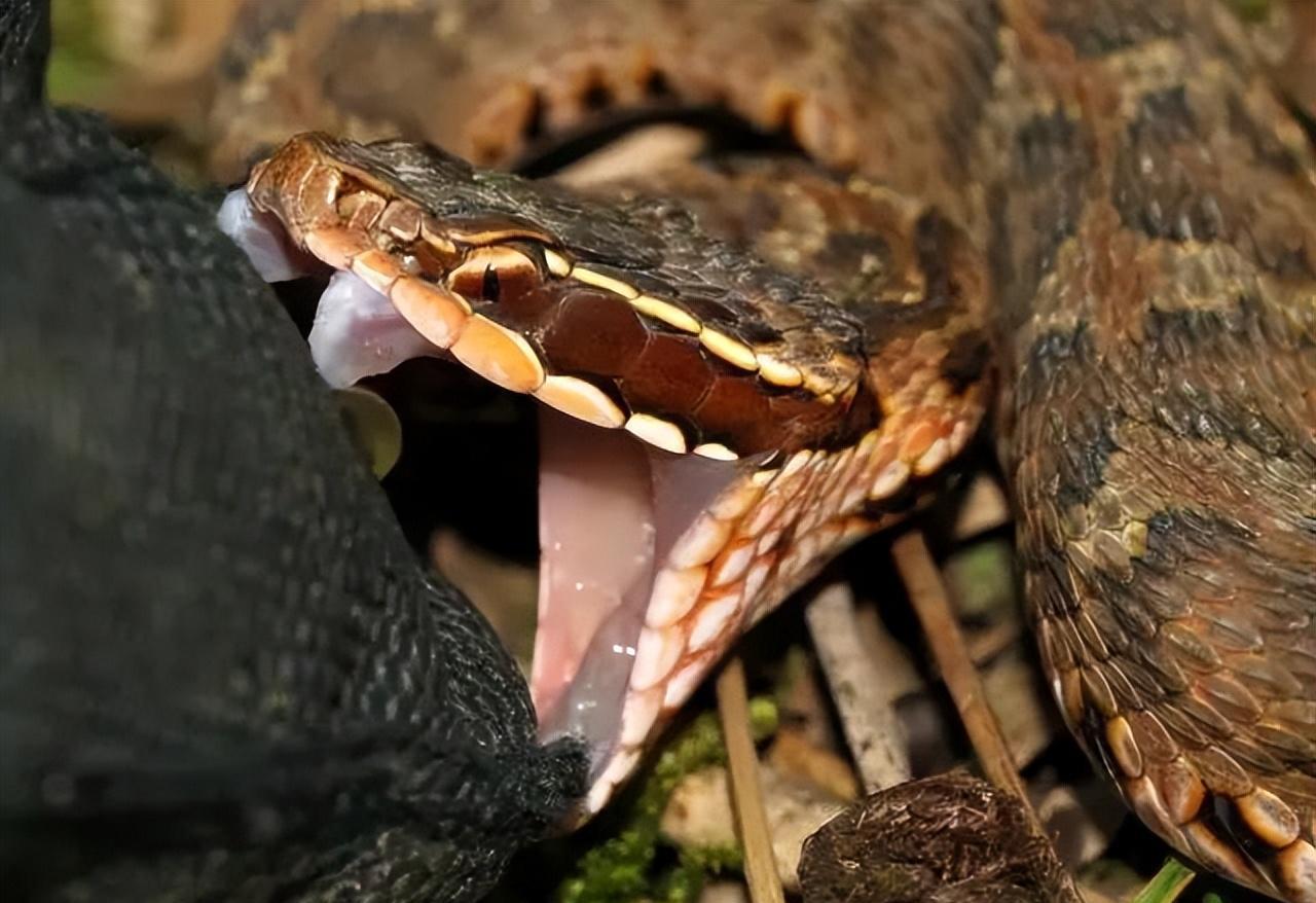 湖北一岁小朋友家门口被毒蛇咬伤!这是什么蛇?有多毒?