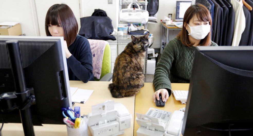 日本公司vs中国公司,为什么日本人能在一家公司工作到退休?