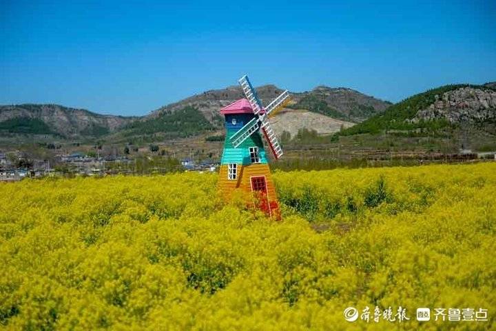 聽說過板藍根見過板藍根花海麼