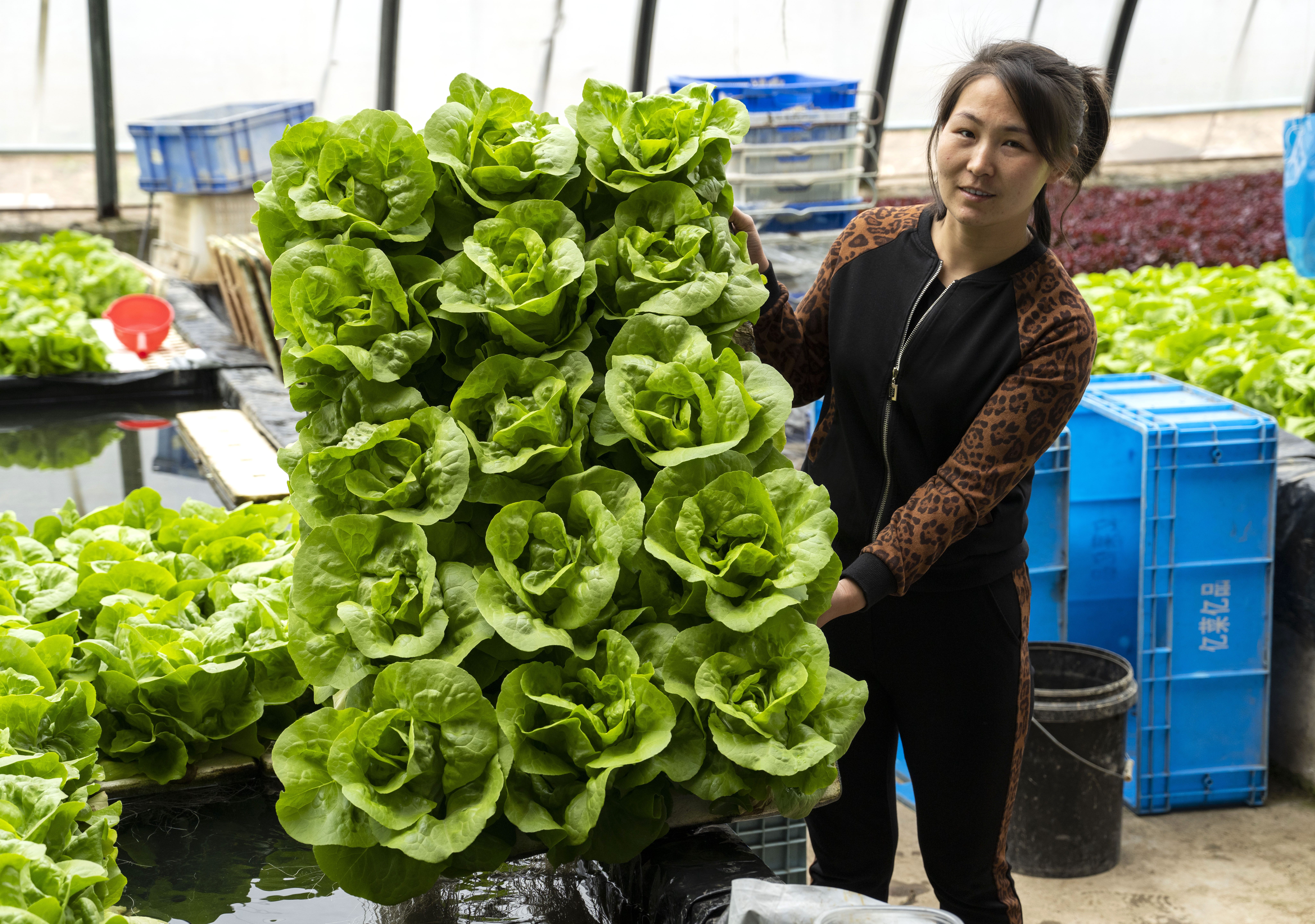 (经济)河北永清:发展绿色蔬菜种植 保障京津"菜篮子"供应