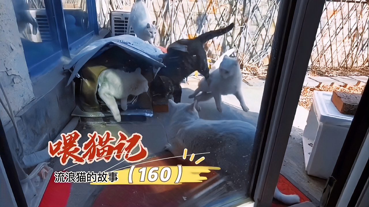 猫咪把背拱起来是咋回事儿?