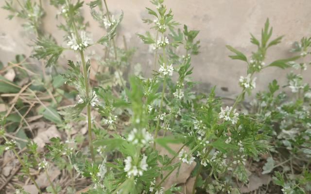 紫花益母草好还是白花益母草好?