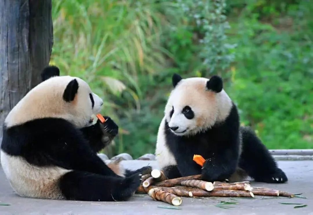 幼年的熊猫宝宝 小小的一只,呆萌又可爱