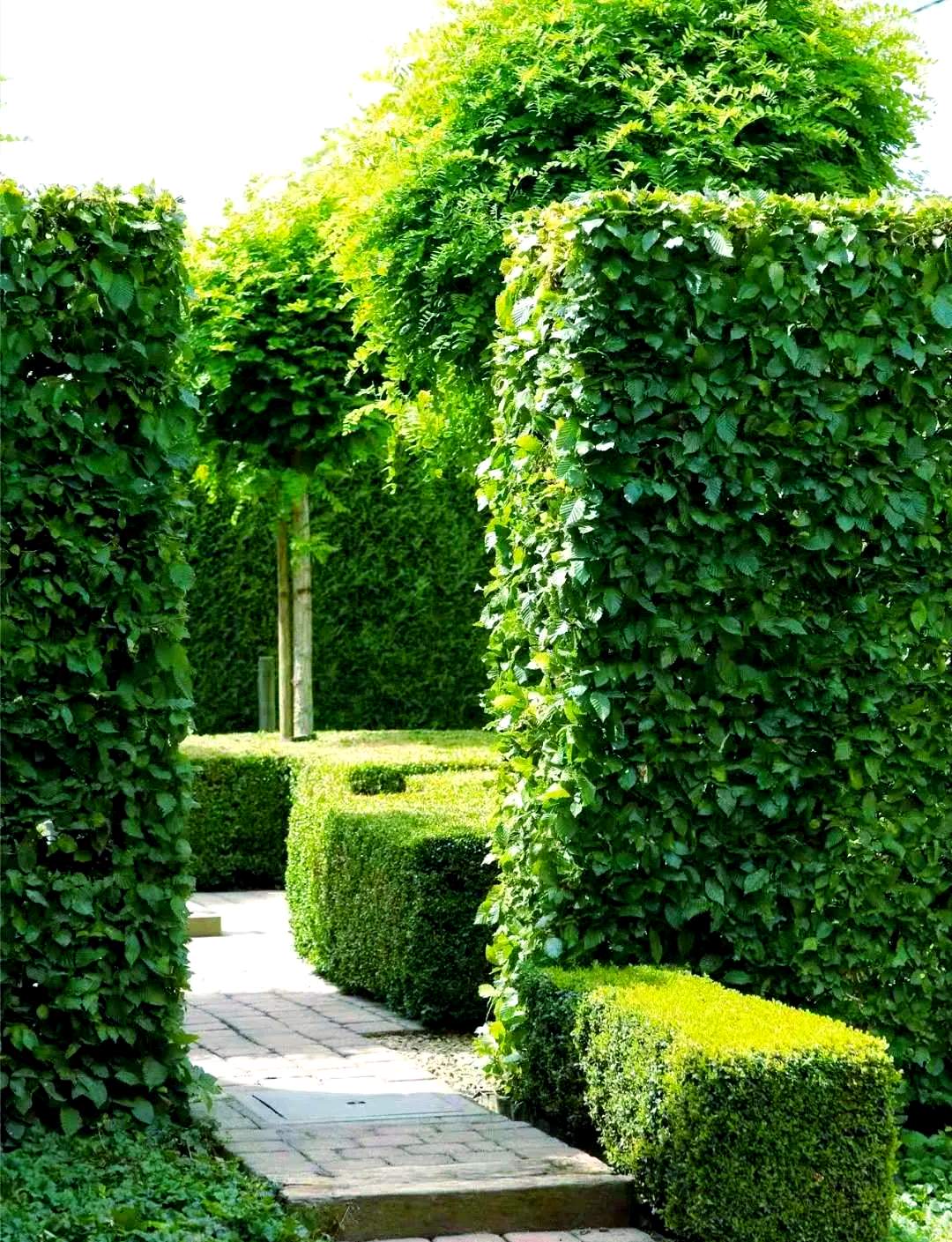 绿篱在园林中的多重作用及植物选择指南