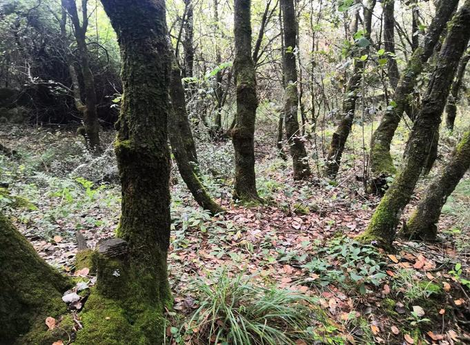 虎掌菌与宽鳞大孔菌:相似外观下的生态与特征差异