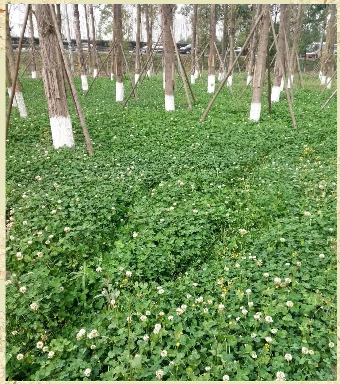 揭秘四类三叶草的独特用途与种植指南