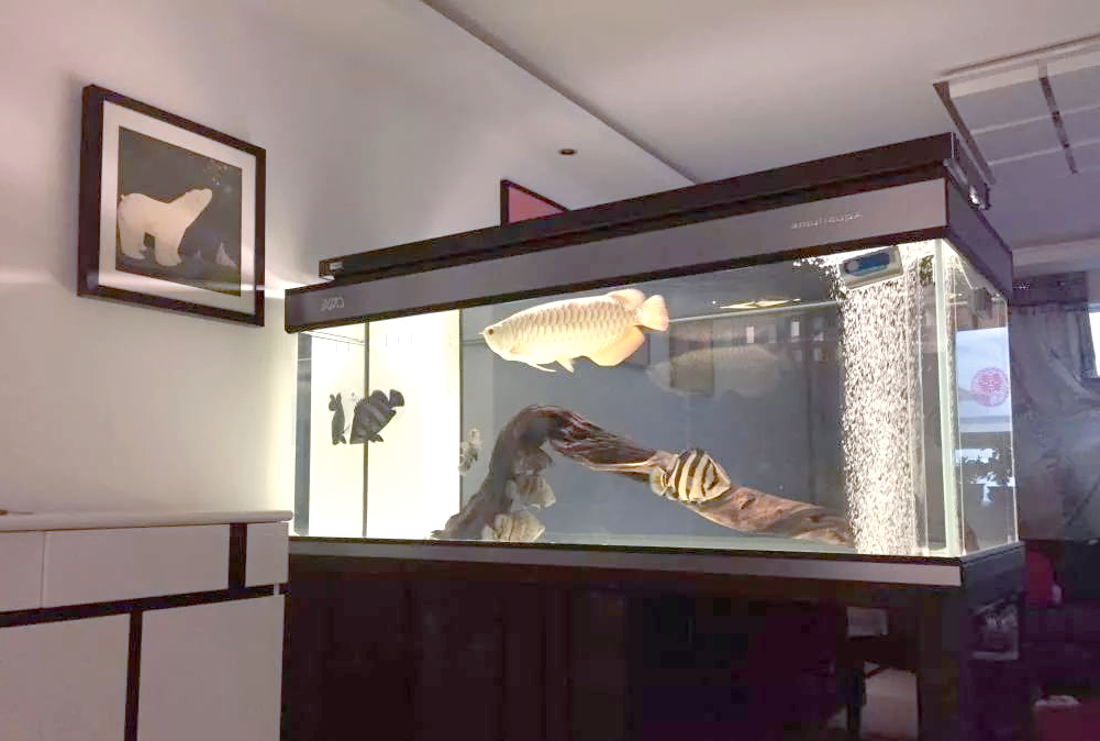 龙鱼缸尺寸揭秘:如何选择适合你的那一款