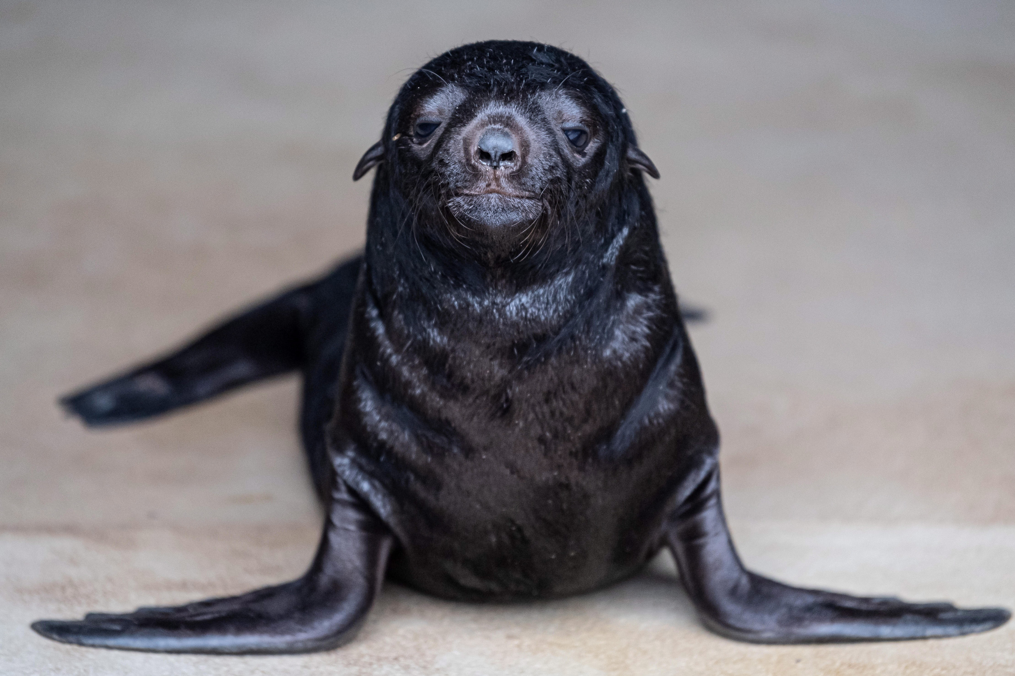 海狗幼崽图片图片