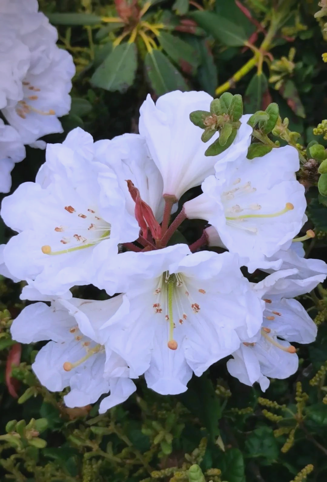 索玛花:高山的精灵,绽放的祝福