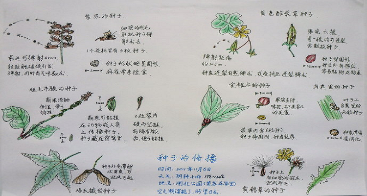列举三种植物传播种子的方式
