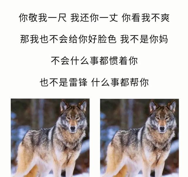 狼道里最狠的话