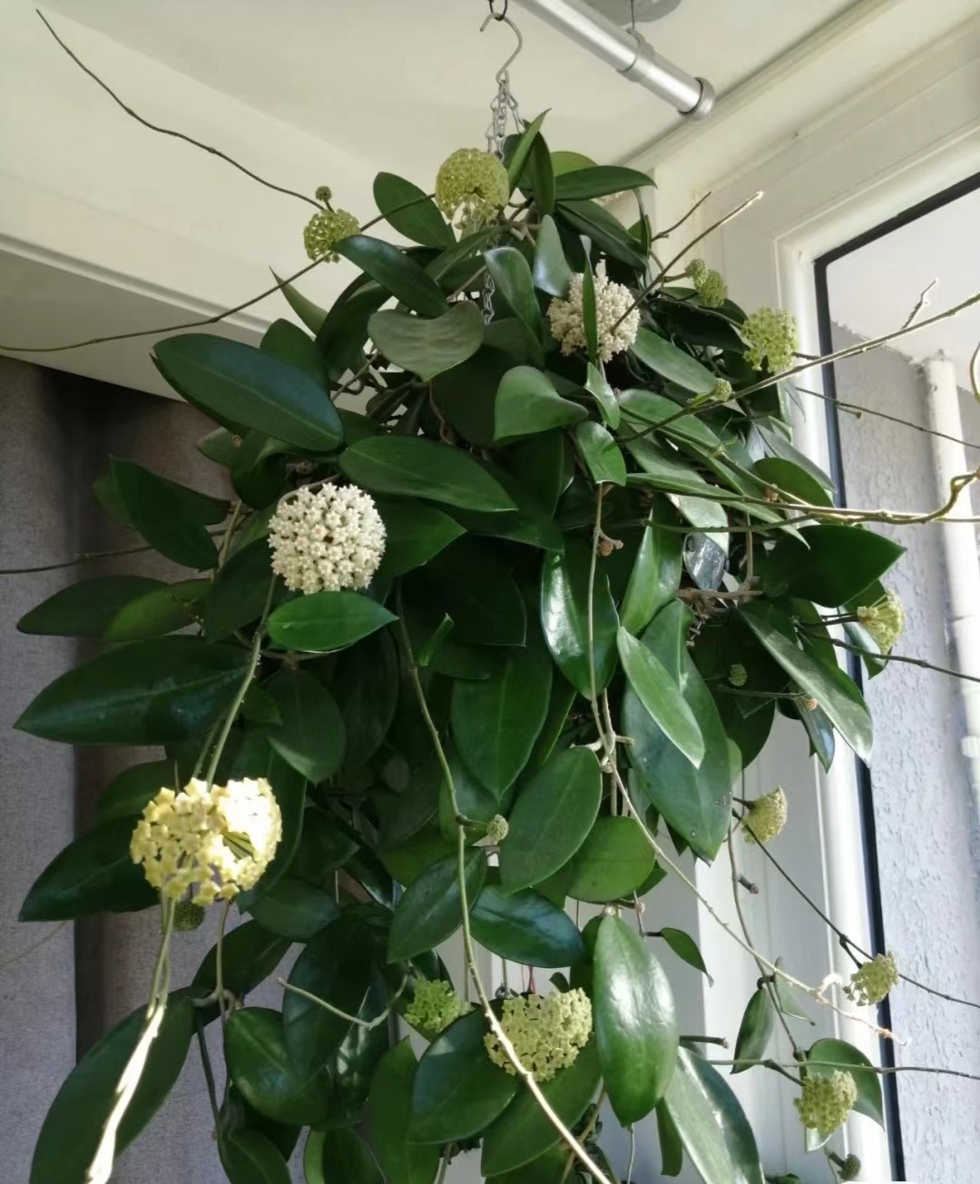 球兰界的"香气之王"—羊脂玉,一花香一室,又美又好养