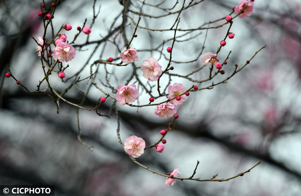 腊月梅花香图片