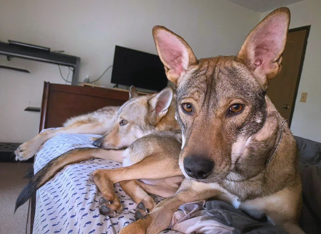 混血郊狼kibō:比特犬与郊狼的基因交融