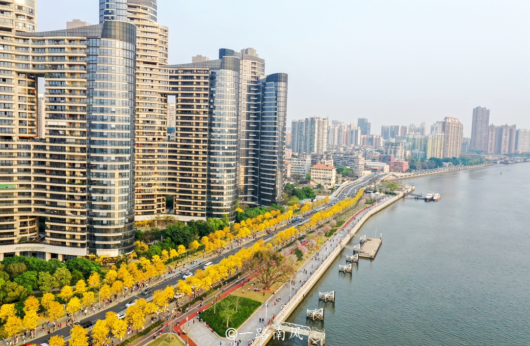 广州环岛路因黄花风铃木刷屏,有人喜欢它的艳丽,有人却怀念榕树