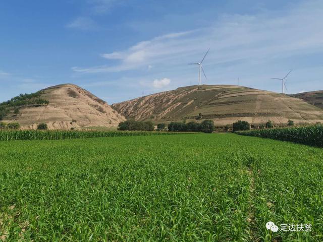 定边县杨井镇:荞花香里说丰年