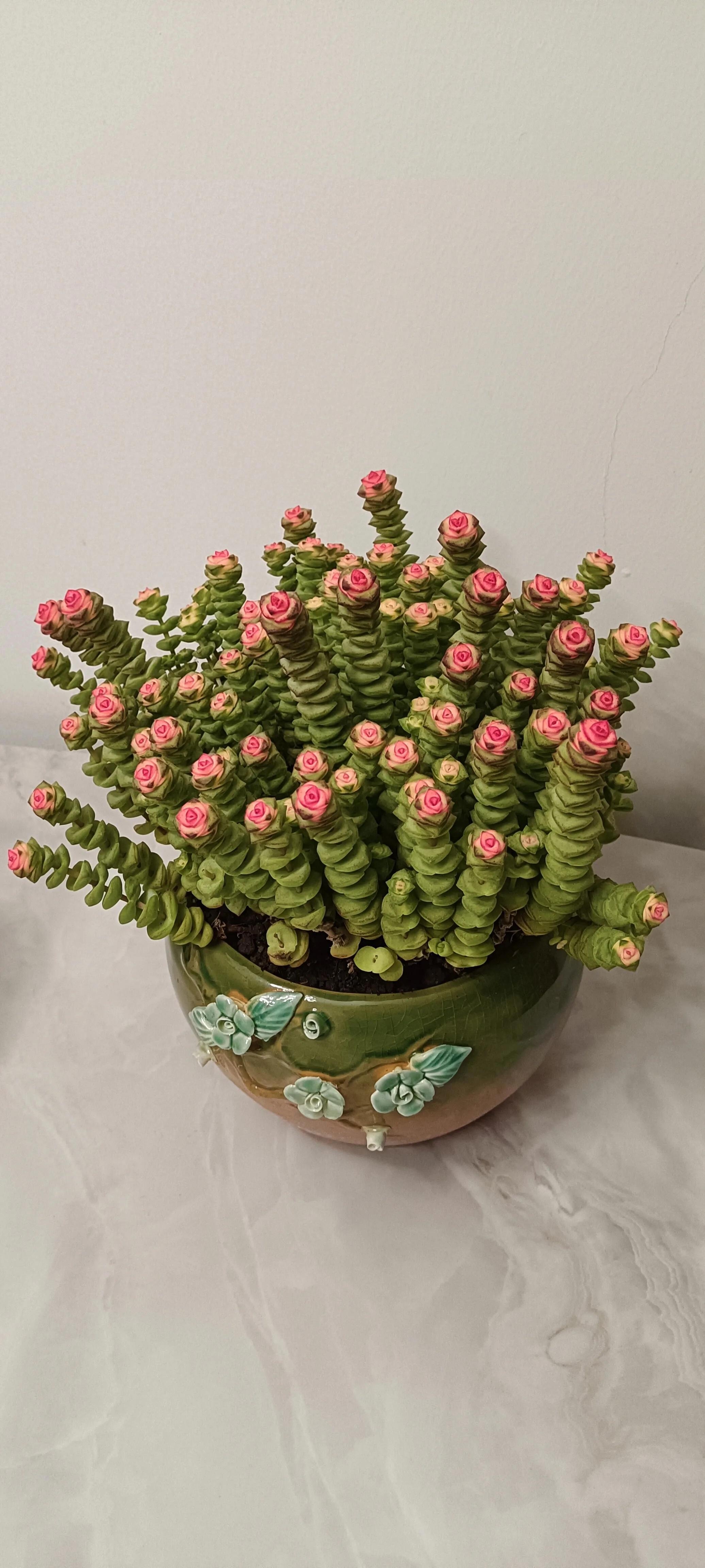 我的多肉盆栽钱串