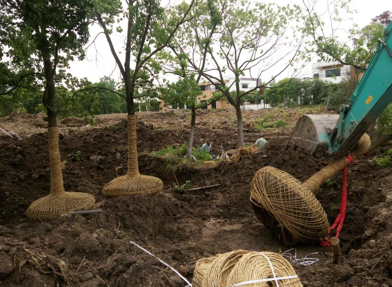 大树移植施工方法