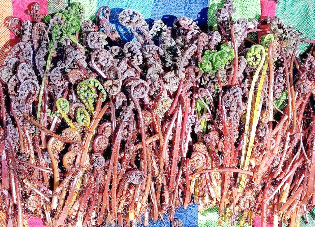 本溪春天山野菜全攻略:尝鲜与健康兼备