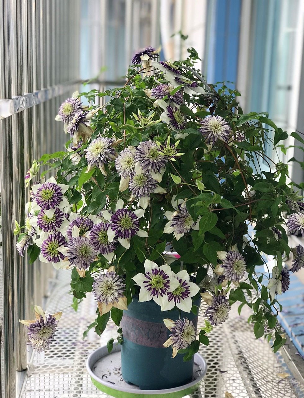 你的阳台还缺花吗?养棵"新幻紫"吧,花朵又美又仙,三季有花赏