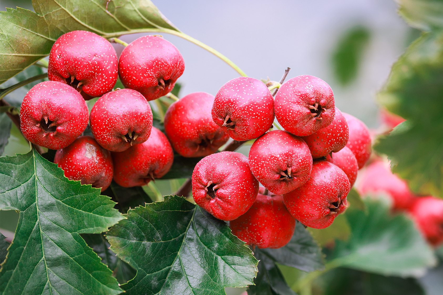 山东好景丨走,到"山楂第一村"摘山楂喽