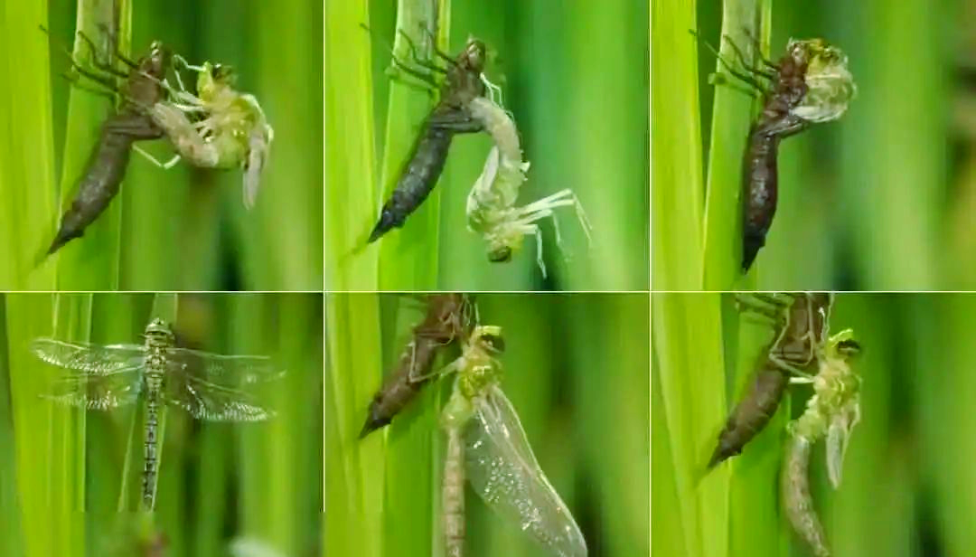 蜻蜓幼虫水虿:水下的"吃鱼小霸王",危害大但美味可口