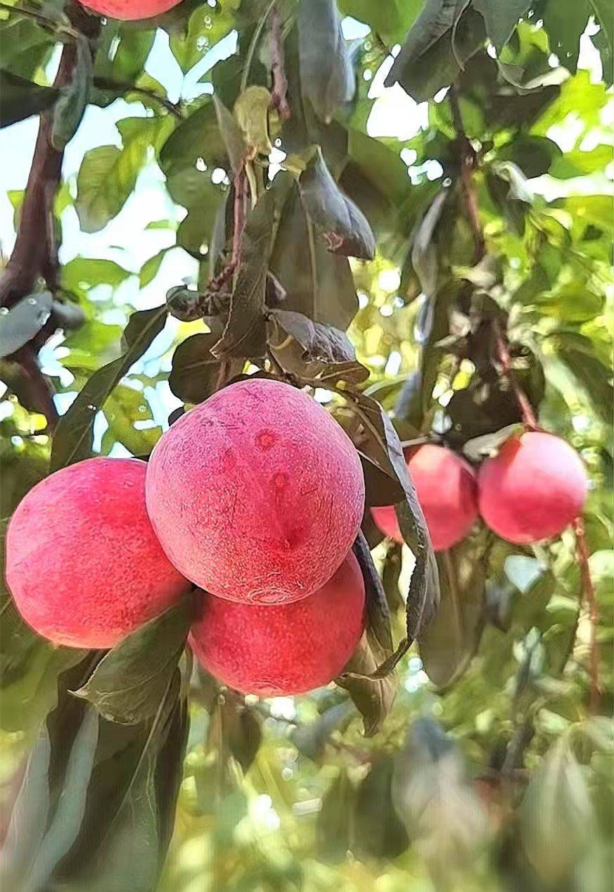 樱桃李树苗品种的"天花板"——小仙子一号樱桃李树苗