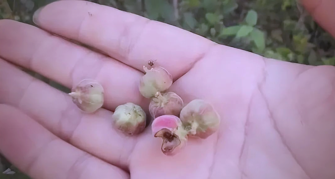 算盘子:一种具有奇特名字的野生果实,用于治疗牙痛的农村良方