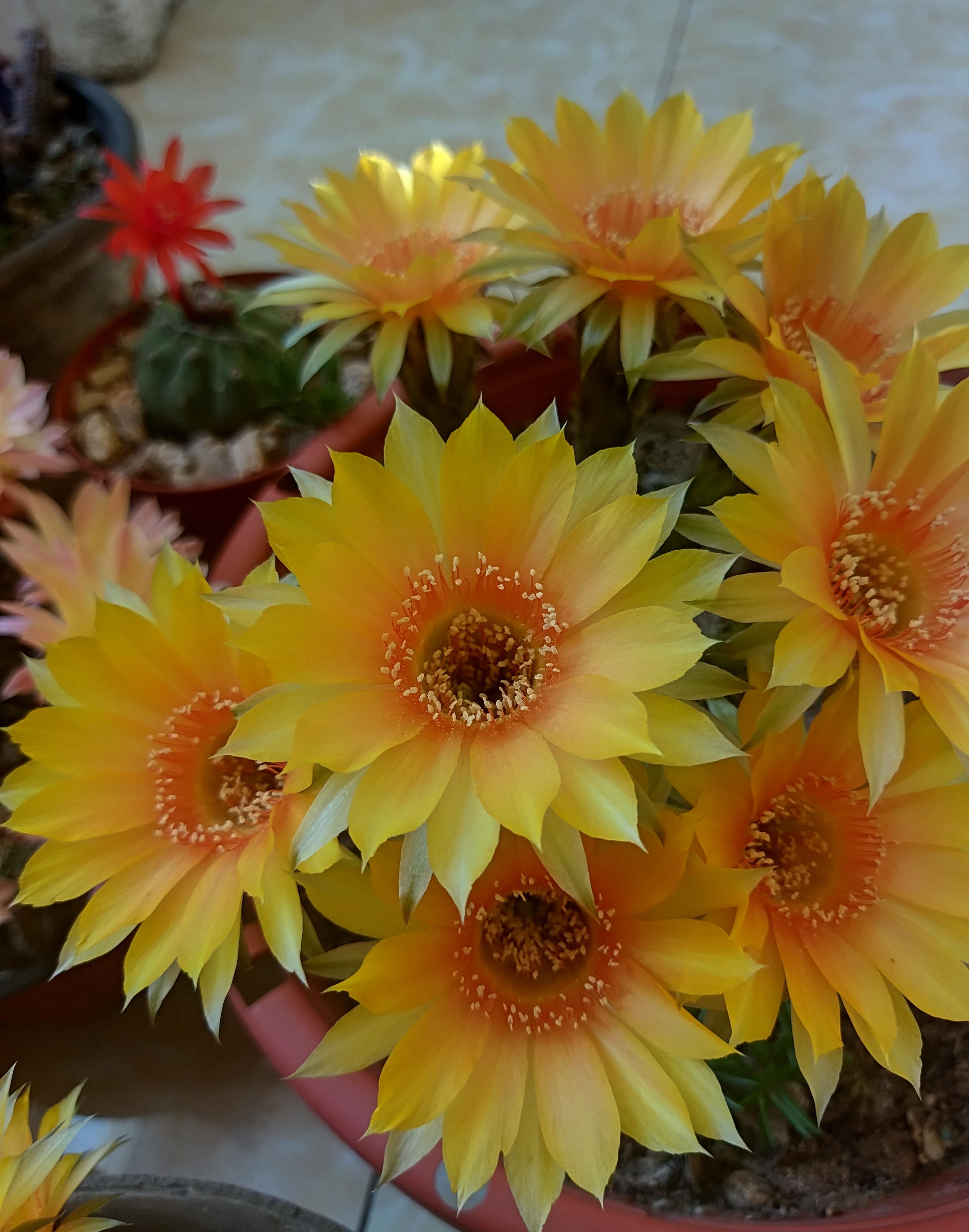 喜欢仙人球,就养"金刚"系列,颜值高,超爱开花,养护也简单