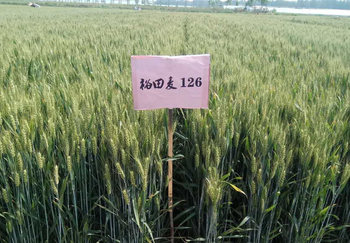 小麦良种 - 热门商品专区