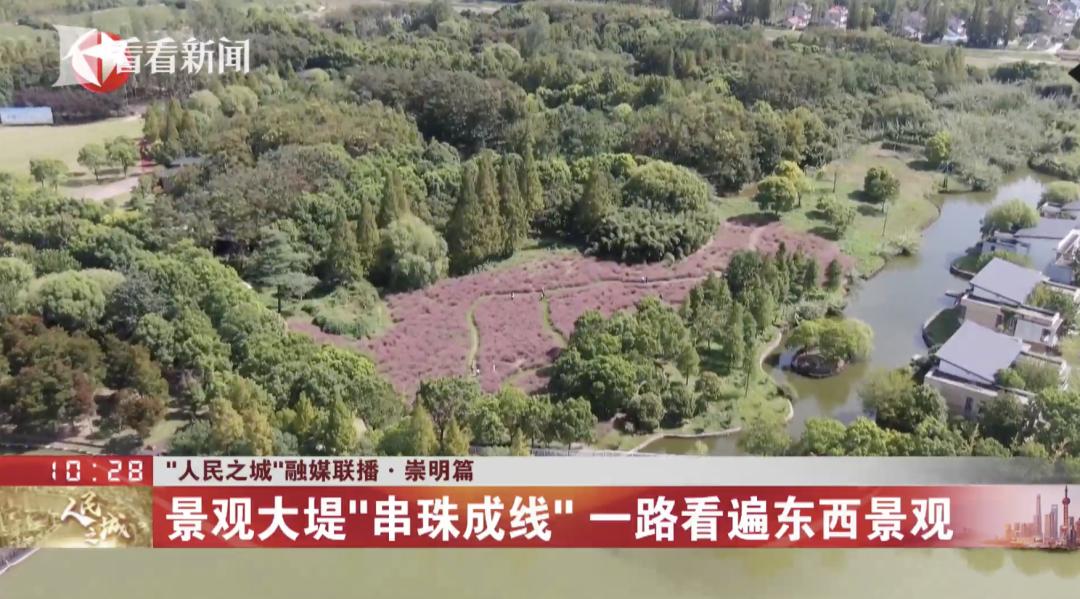 苗木绿化树苗价格