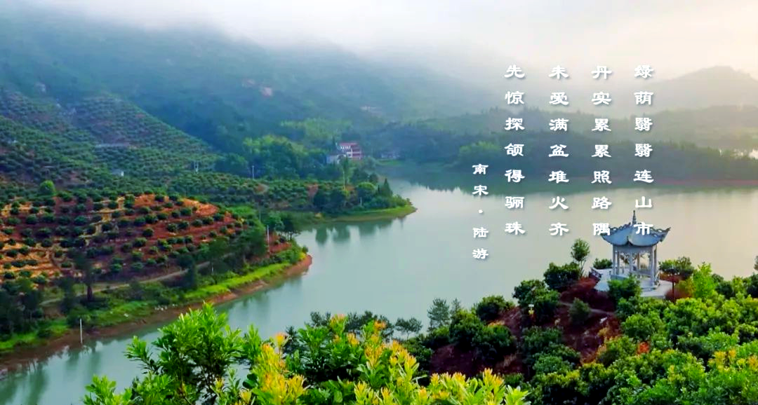 浙江仙居东魁杨梅树苗