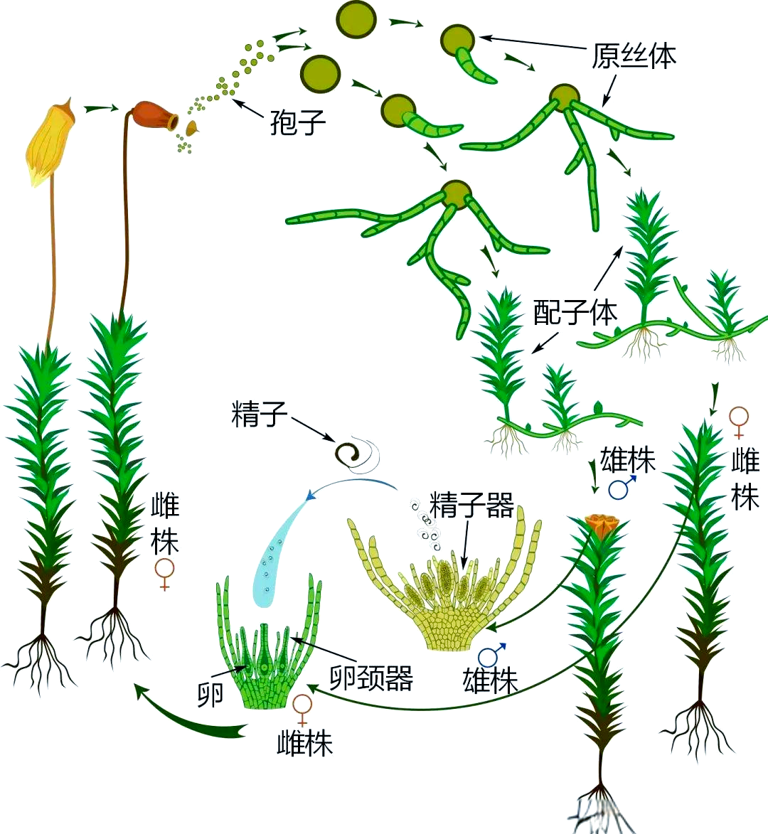 苔藓孢蒴为何常被误认为"开花"
