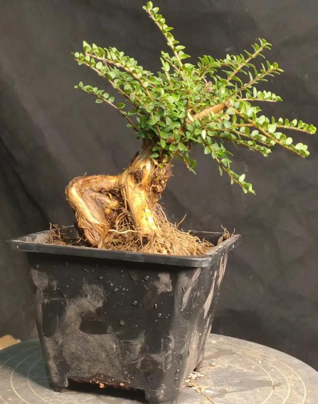 被盆景人忽视的冷门盆景植物水生蓝宝石-蕊帽忍冬