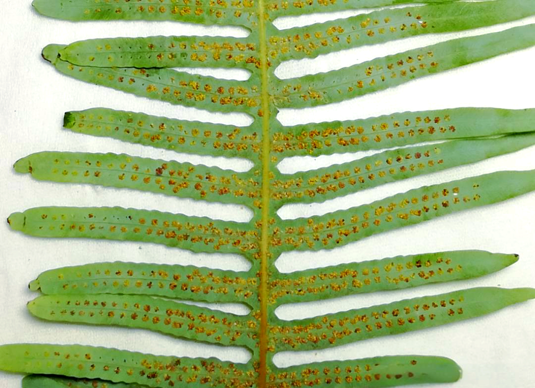 显微世界探秘:蕨类植物的孢子囊与孢子