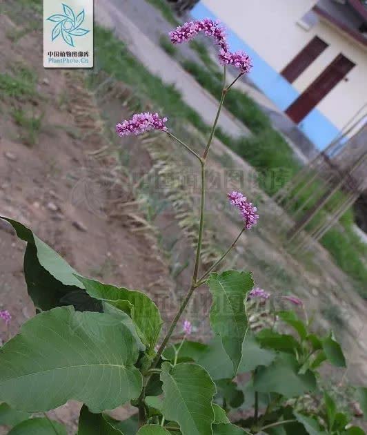 中药材:水红花子