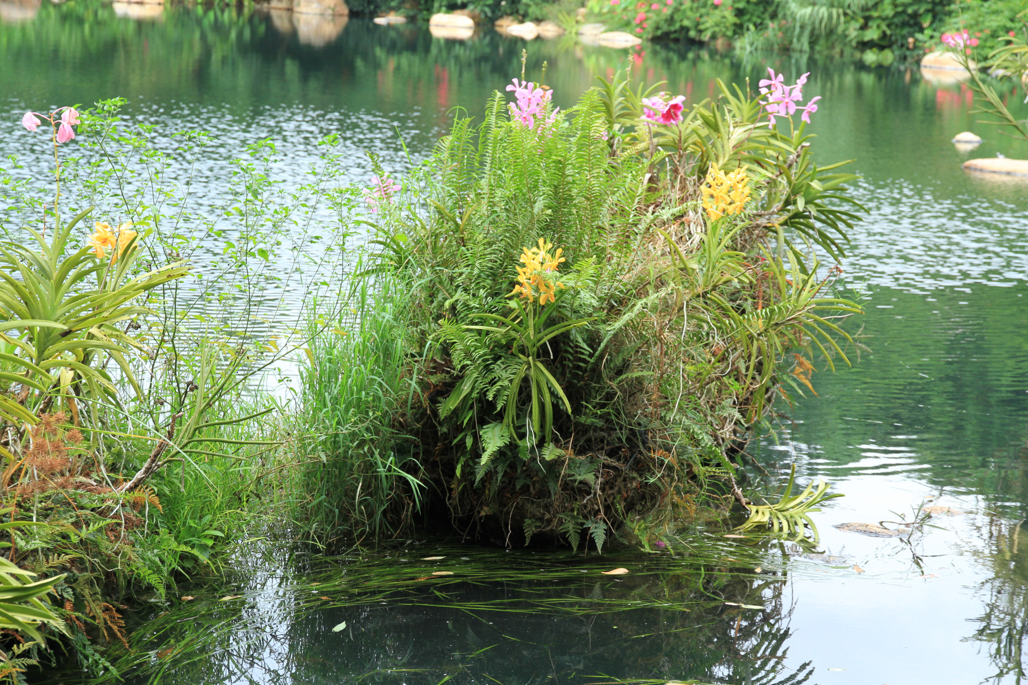 水上发现许多兰花,大家知道是什么品种吗?多图